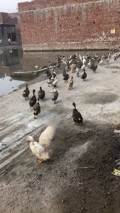 ducks