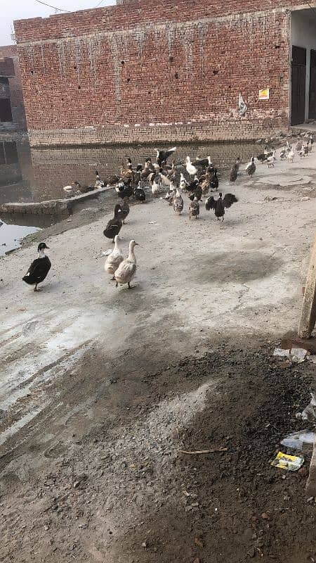 ducks available hain pair 1