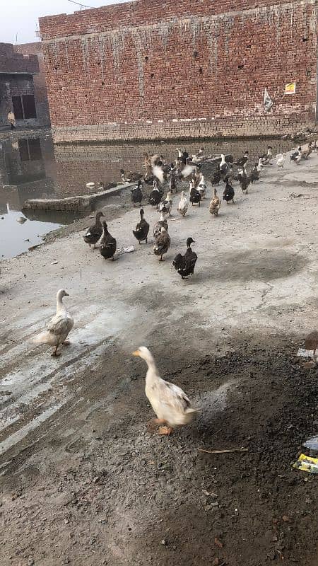 ducks available hain pair 2