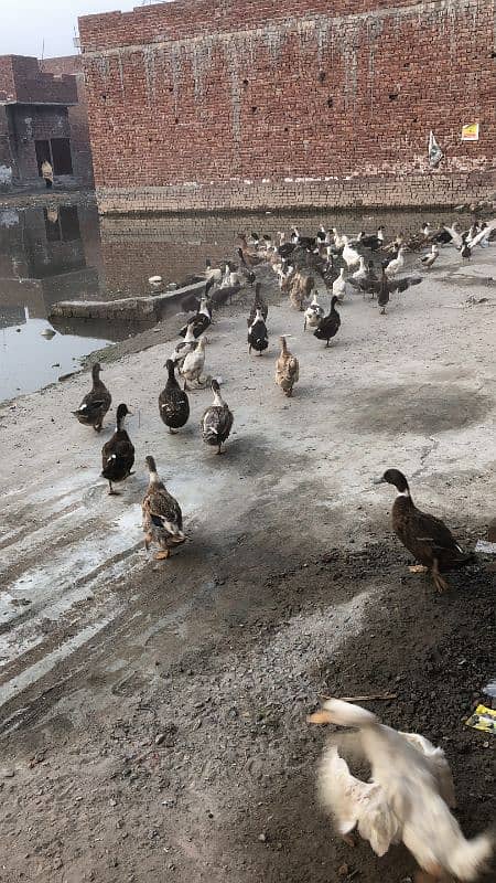 ducks available hain pair 3