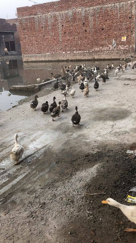 ducks available hain pair 4