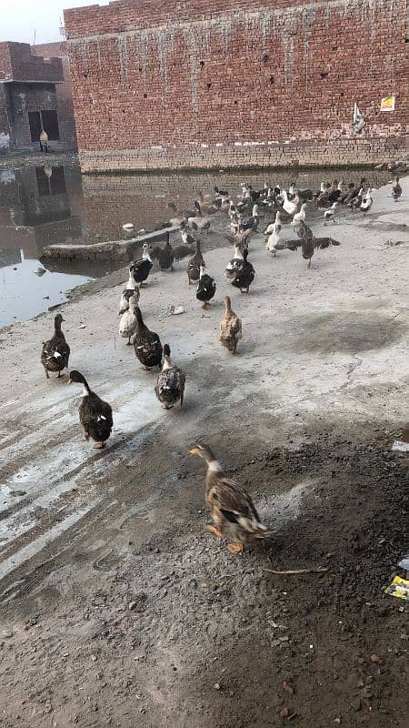 ducks available hain pair 5