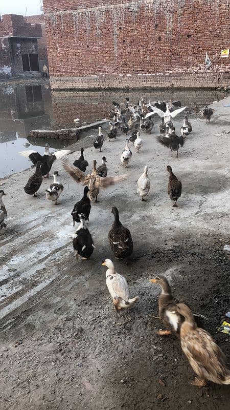 ducks available hain pair 8