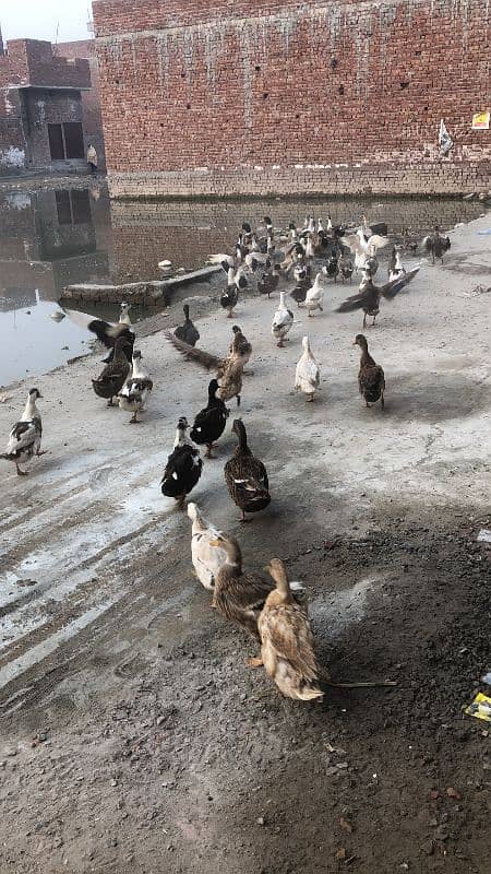 ducks available hain pair 9