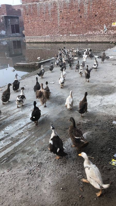 ducks available hain pair 10