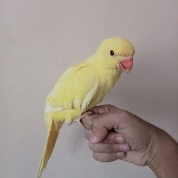 Yellow ringneck chick 2