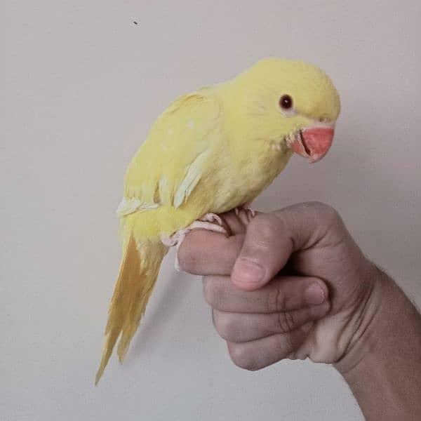 Yellow ringneck chick 3