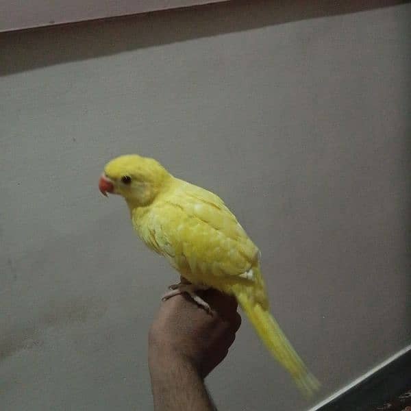 Yellow ringneck chick 6