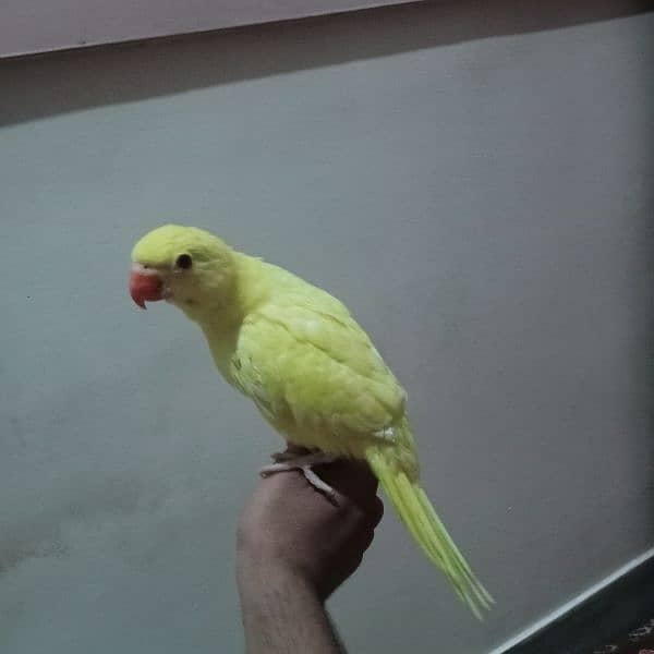 Yellow ringneck chick 7