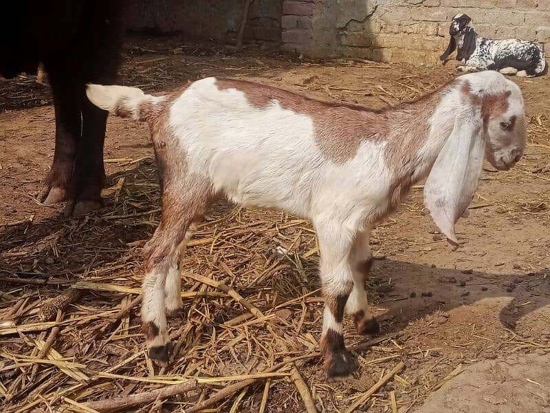 10 pure quality beetal females / Big size breeder goats 8