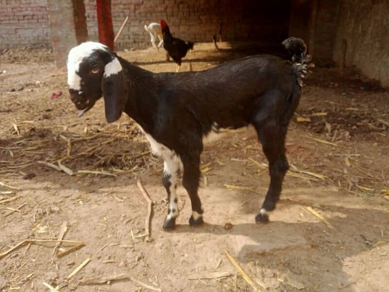 10 pure quality beetal females / Big size breeder goats 10