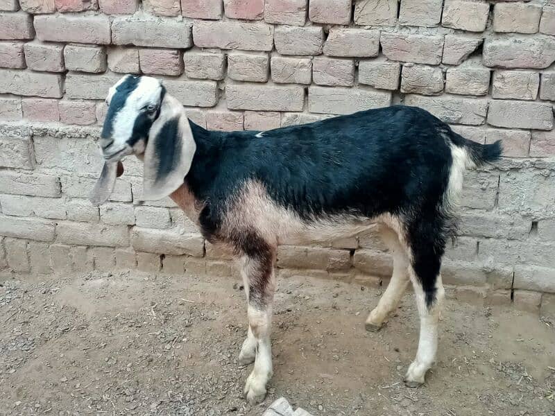 10 pure quality beetal females / Big size breeder goats 11