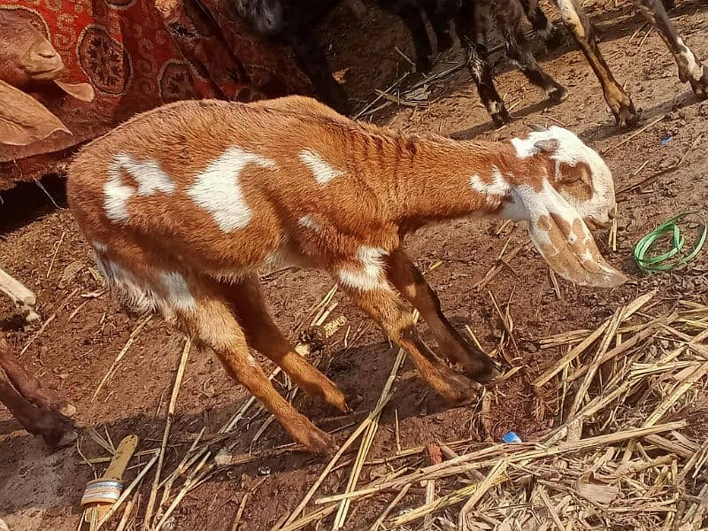 10 pure quality beetal females / Big size breeder goats 12