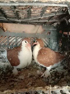 Pigeon Sherazi chicks pair