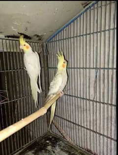 breeder pair with cage