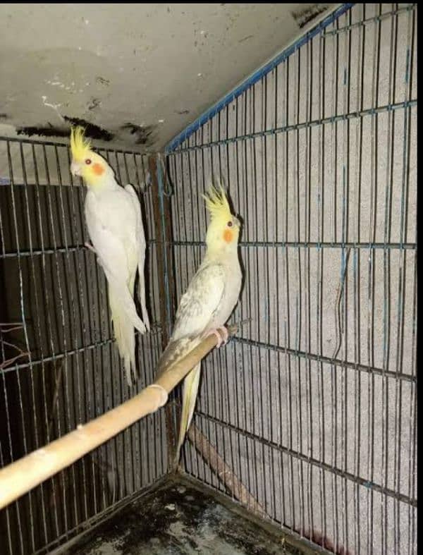 breeder pair with cage 0