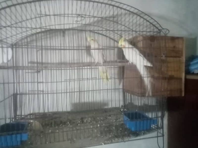 breeder pair with cage 2