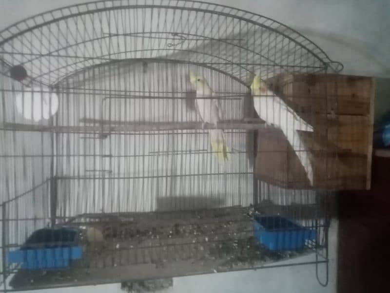 breeder pair with cage 3