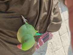 talking parot for sale