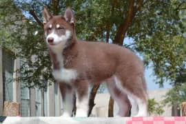 Siberian husky / Agouti husky pair available for sale