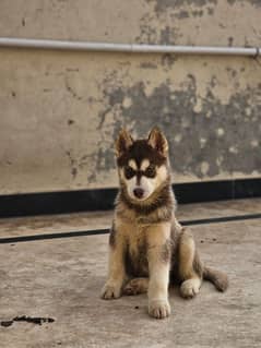 Siberian Husky female puppy available for sale