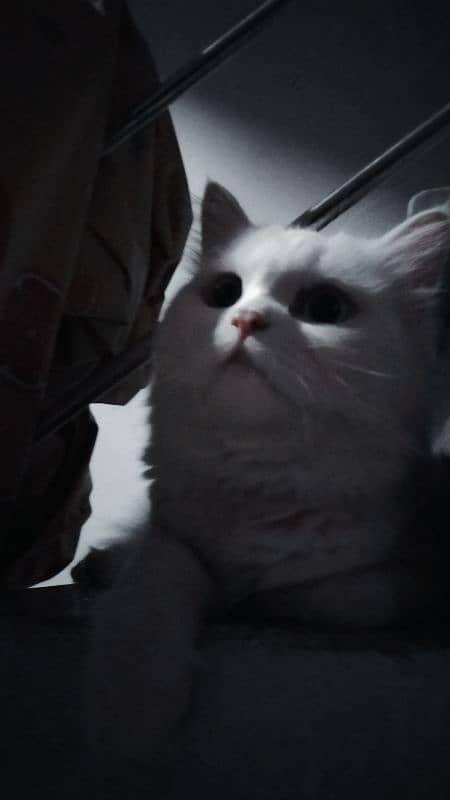 Male Persian Double coated Cat with odd eyes. 1