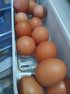 Pure Desi Eggs for sale