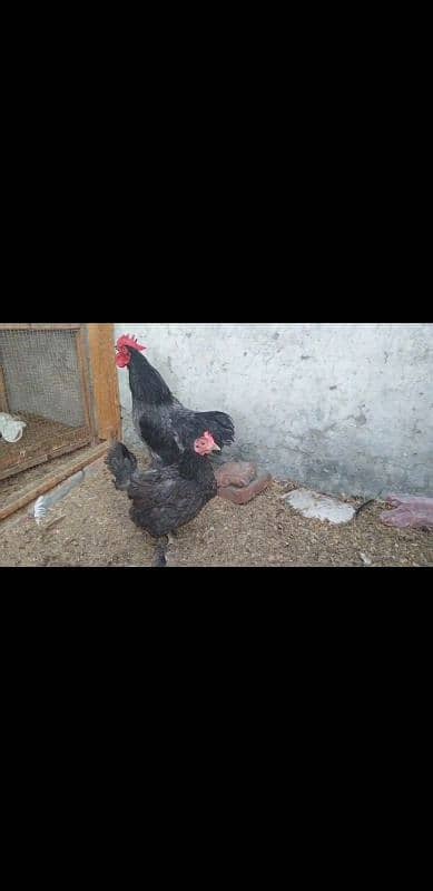 blue bentum for sale pair available egg laying 1