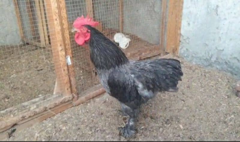 blue bentum for sale pair available egg laying 2