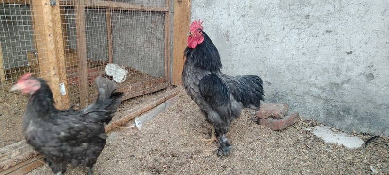 blue bentum for sale pair available egg laying 4