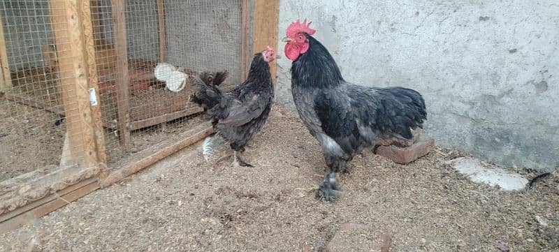 blue bentum for sale pair available egg laying 5