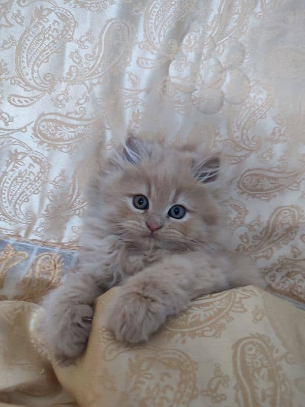 Persian kitten 1