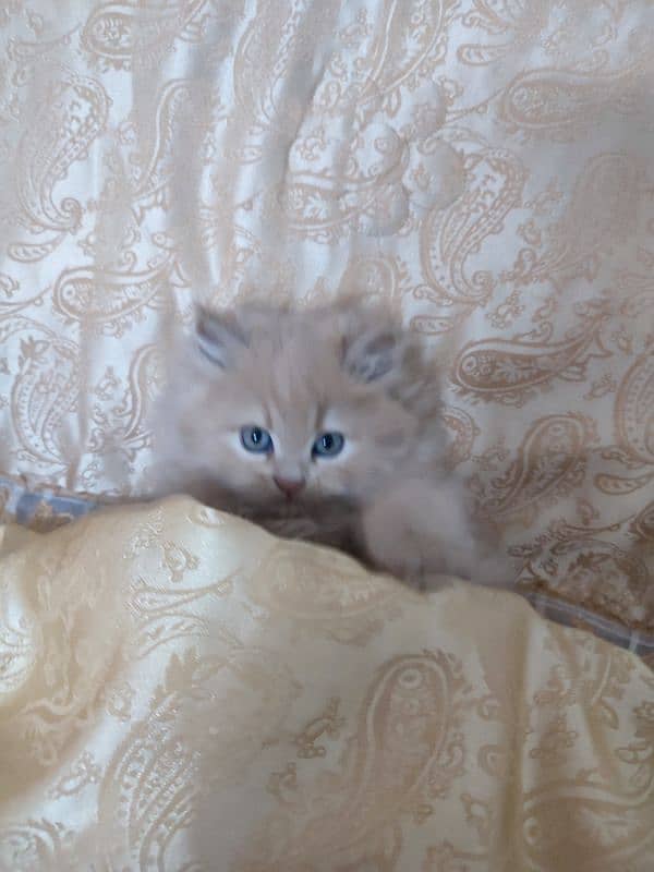 Persian kitten 2