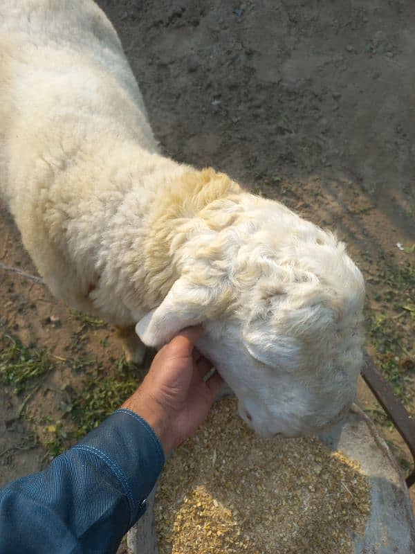 sheep for sale 1