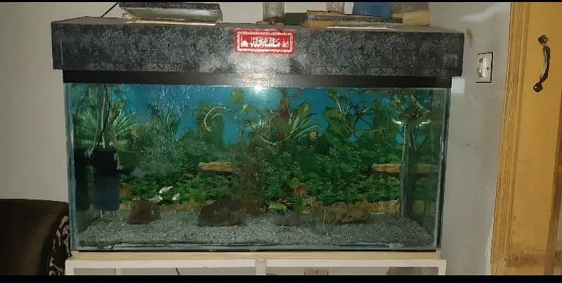 shipping fishes and aquarium 5