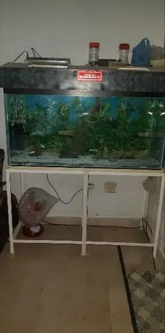4ft aquarium