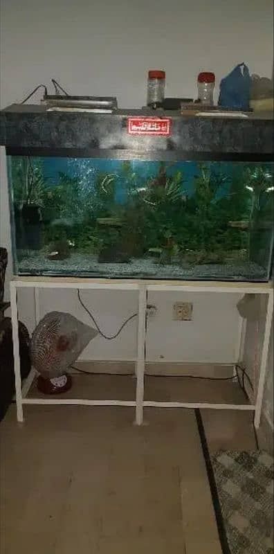 shipping fishes and aquarium 4