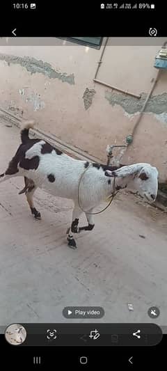 goat for sale ablauk  print ghabn MashaAllah healthy and active