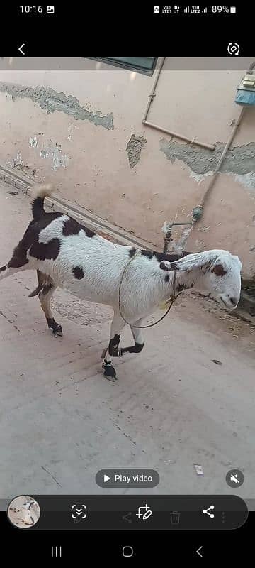 goat for sale ablauk  print ghabn MashaAllah healthy and active 0