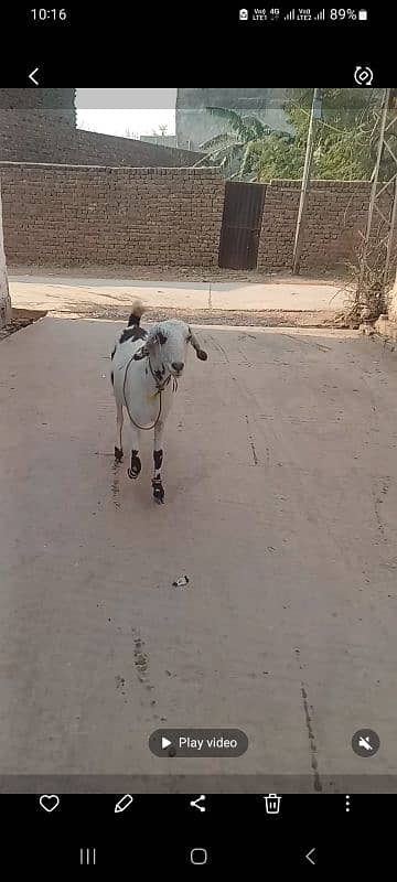 goat for sale ablauk  print ghabn MashaAllah healthy and active 1