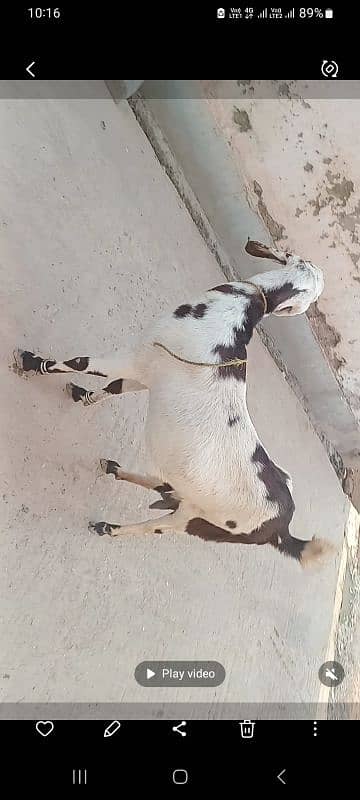 goat for sale ablauk  print ghabn MashaAllah healthy and active 2