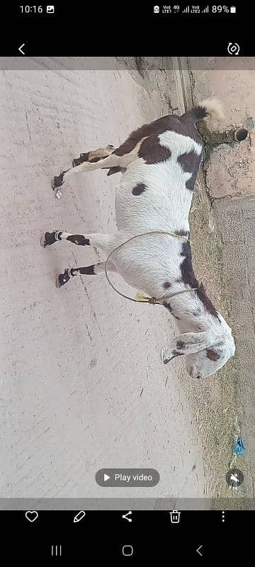 goat for sale ablauk  print ghabn MashaAllah healthy and active 3