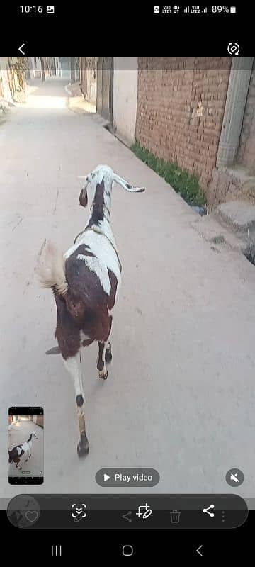 goat for sale ablauk  print ghabn MashaAllah healthy and active 4