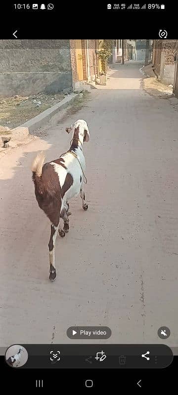 goat for sale ablauk  print ghabn MashaAllah healthy and active 5