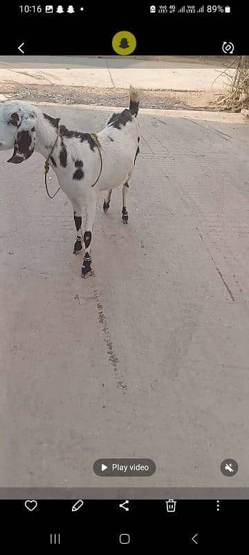 goat for sale ablauk  print ghabn MashaAllah healthy and active 6