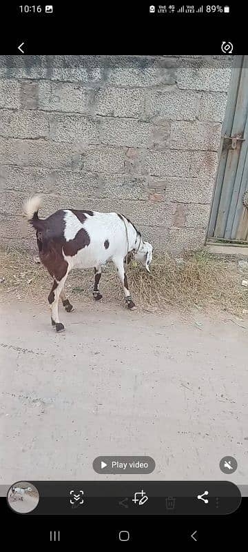 goat for sale ablauk  print ghabn MashaAllah healthy and active 7