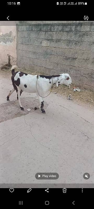 goat for sale ablauk  print ghabn MashaAllah healthy and active 8