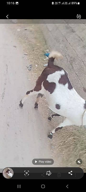 goat for sale ablauk  print ghabn MashaAllah healthy and active 9