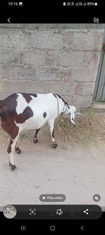 goat for sale ablauk  print ghabn MashaAllah healthy and active 11