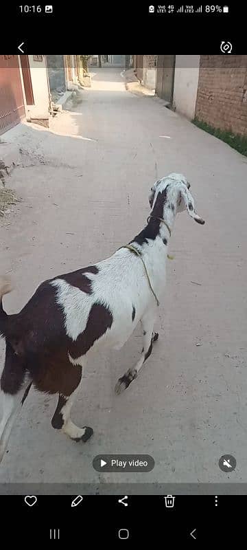 goat for sale ablauk  print ghabn MashaAllah healthy and active 12